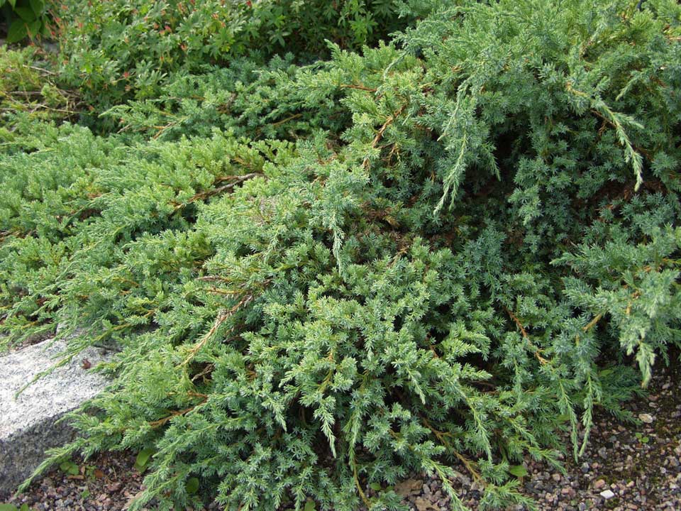 Sinikataja